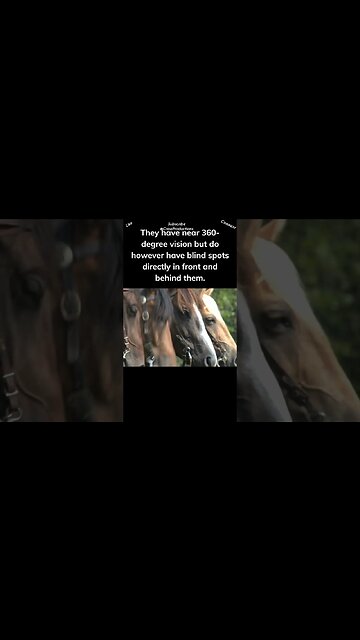 Horses have exceptional vision! #horse #shorts
