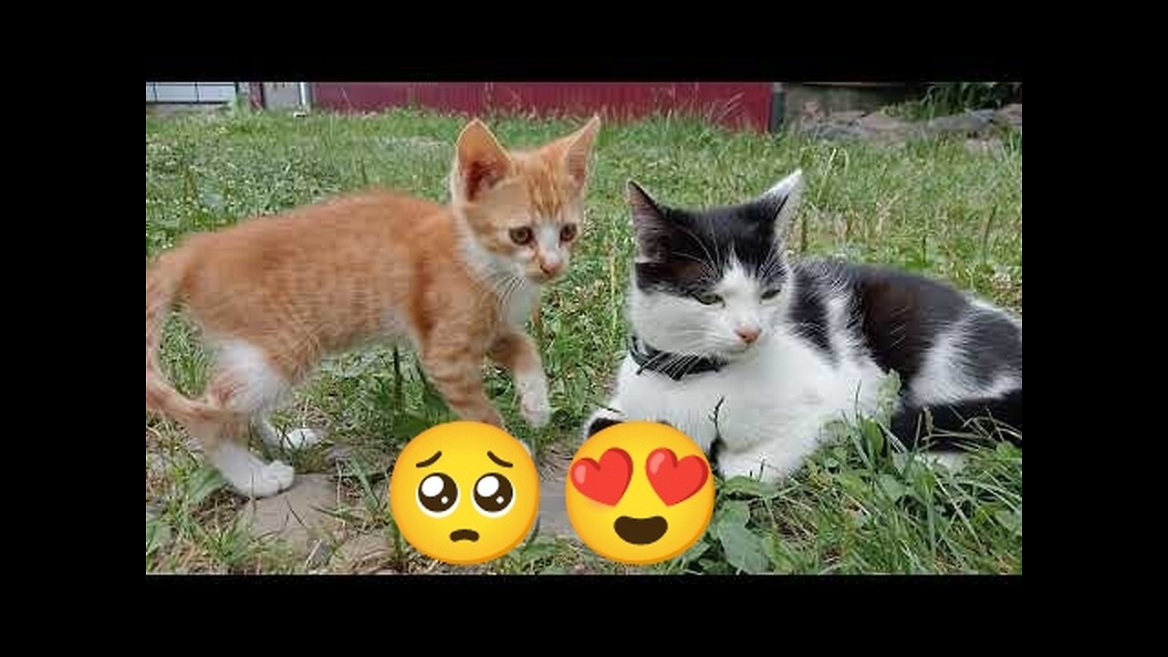 Bountiful Cats 😻 Are They Cute??