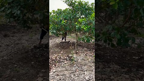 Worker in farm cashew