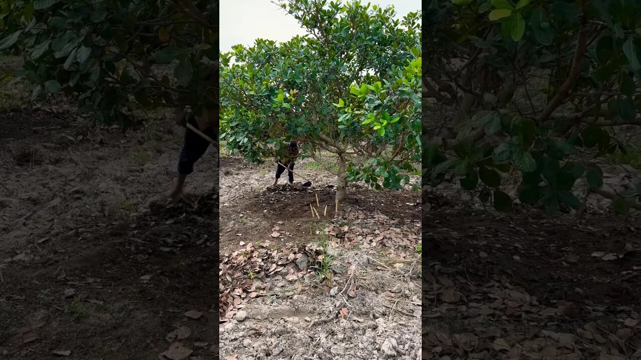 Worker in farm cashew
