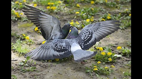 Pigeons expressing passion unbelievable