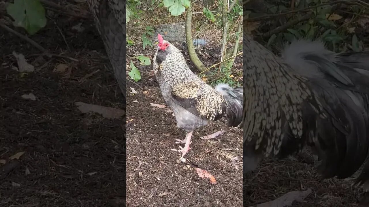 Hanging In The Woods Today #chickens #chickenshorts #chickenlife #backyardchickens