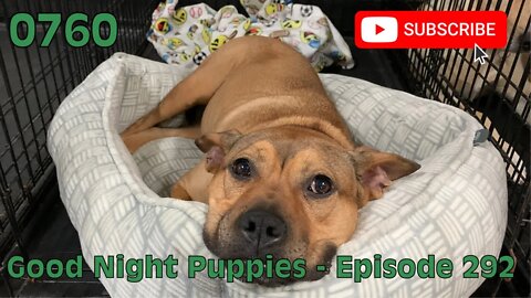 [0760] GOOD NIGHT PUPPIES - EPISODE 292 [#dogs #doggos #doggies #puppies #dogdaycare]