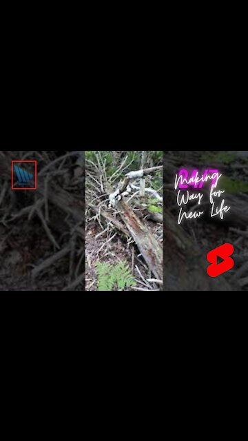 Making Way for New Life - 4k Hike #shorts
