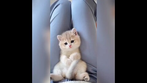 cute and funny cat video🐱😍