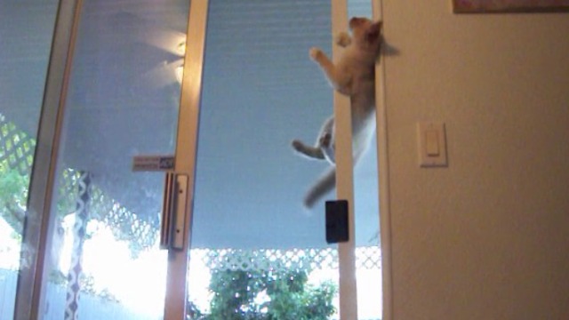 Ninja Cat Scales 6 Foot Tall Screen Door