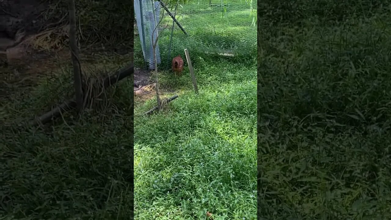 Sunday afternoon hanging with my posse ! Watch out for Rocky the duck ! #BackyardChickens ￼￼