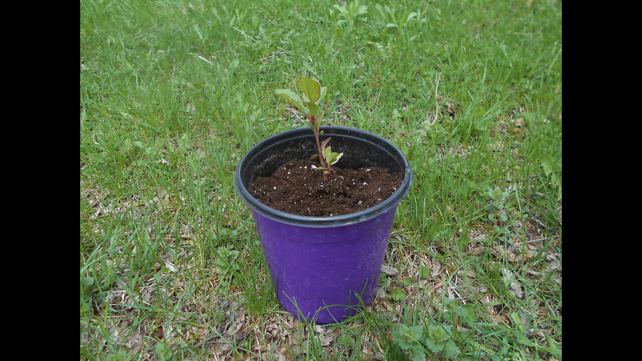 An Apple A Day Antonovka Apple Tree May 2022