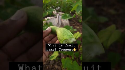 #fruit #shortfeed #trending #shorts_video #newtranding