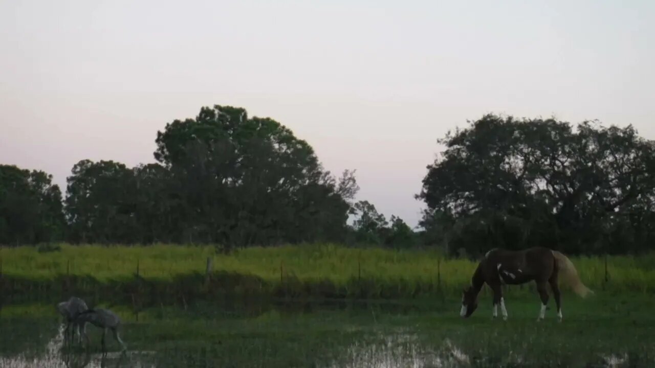 The Sandhills and Clara after the hurricane ian