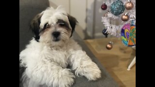 Mac's first bath Lhasa apso x