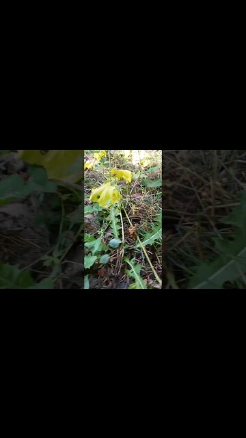 Snek Sneaking Under the Dandylions!