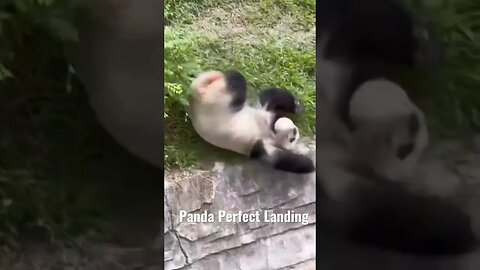 Panda Perfect Landing #ytshorts #panda #cute