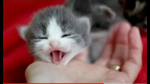 Little Kittens meowing and talking - Cute Cat