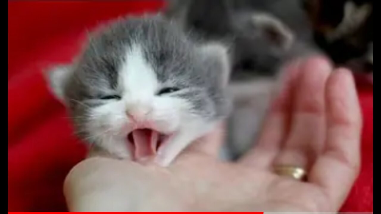 Little Kittens meowing and talking - Cute Cat