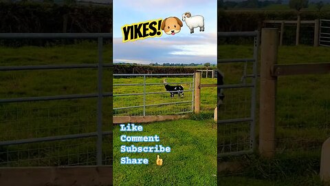 Yikes!🐶🐏 #nature #naturelovers #doglover #goat #goats #dog #wildlife #wild #farm #dogshorts #lol