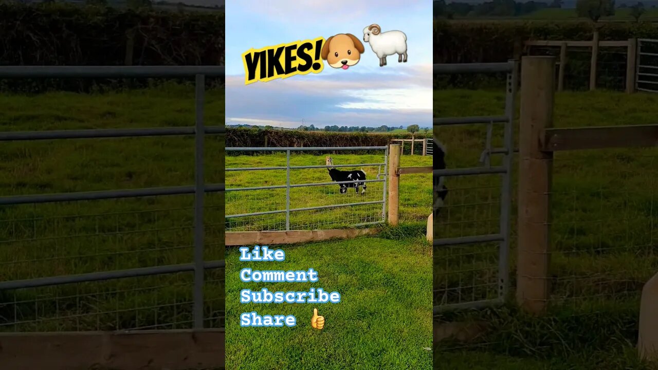 Yikes!🐶🐏 #nature #naturelovers #doglover #goat #goats #dog #wildlife #wild #farm #dogshorts #lol