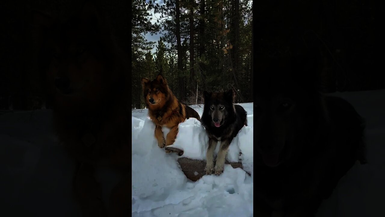 FIRE or ICE? 😱Cute Dogs - Try not to Laugh #shorts