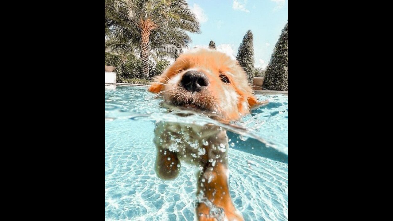 Teaching Dogs How To Swim