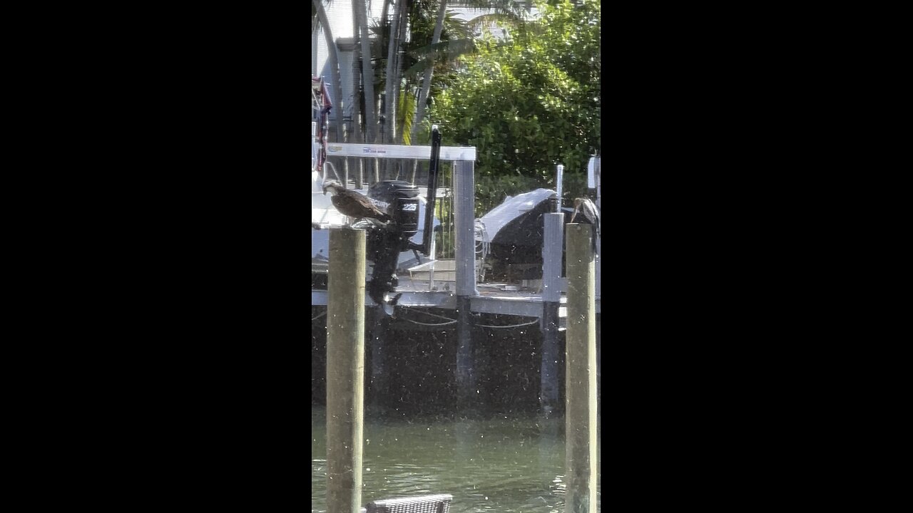 Anhinga & Osprey Sitting In The Tree