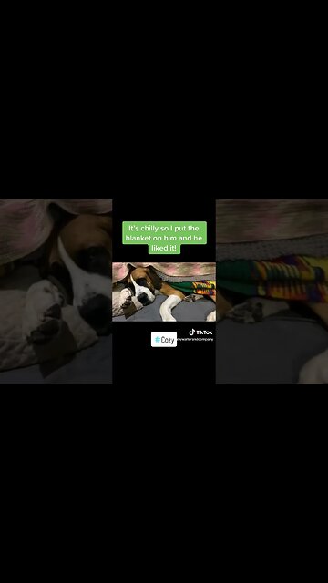 Great Dane Saint Bernard Mix loves cozy naps #cozy #nap #dog #cute #dogs