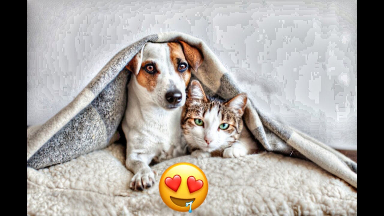 Cats & Dogs - TOP 10 Most Dog-Friendly Cat Breeds !