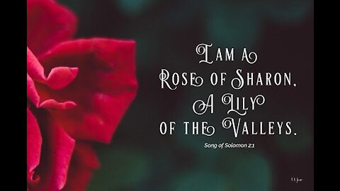 The Rose of Sharon