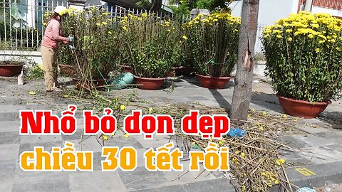 Người bán bông chấp nhận nhổ bỏ dọn dẹp l Ảm đạm vắng người mua bông chiều 30 tết