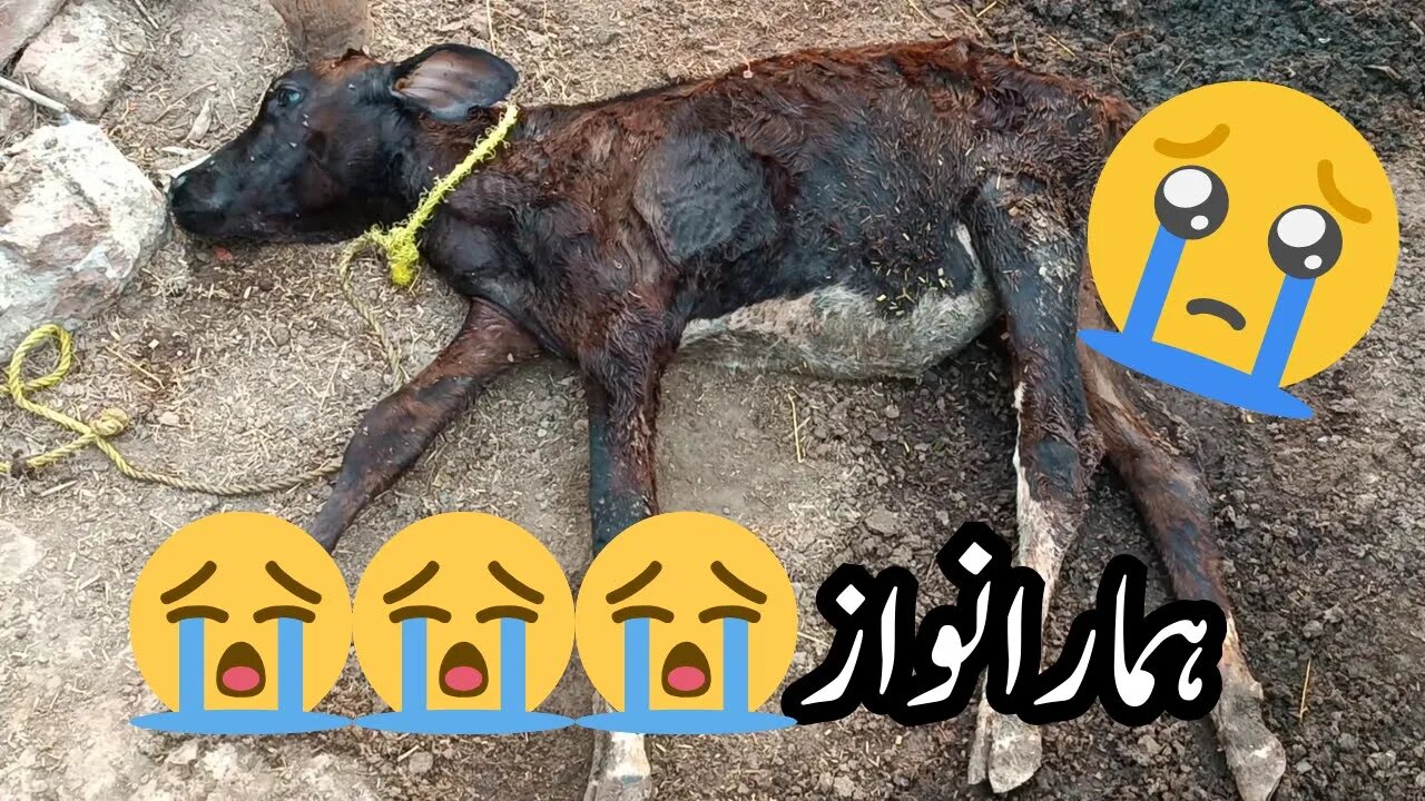 Hamaray Nawaz ki death ho gayi😭| Bad news | pet lovers |villageincity99 | #petlovers#petvlog#cow