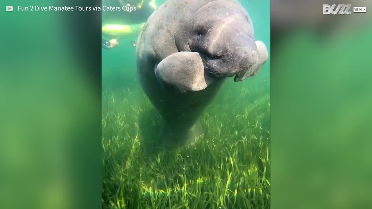 Ce lamantin est adorable quand il se démange!