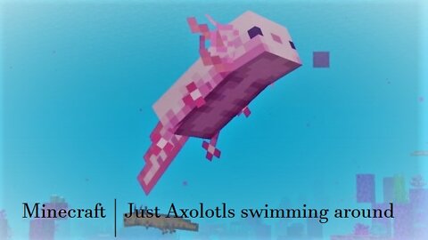 Minecraft | Just some Axolotl's swimming around