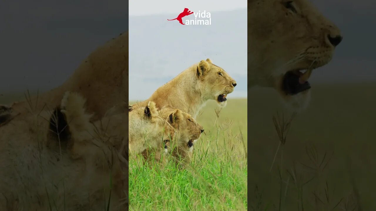 LEÕES MASSACRAM BÚFALA E SEU FILHOTE - VIDA ANIMAL #vidaanimal #animais #buffalo #lions