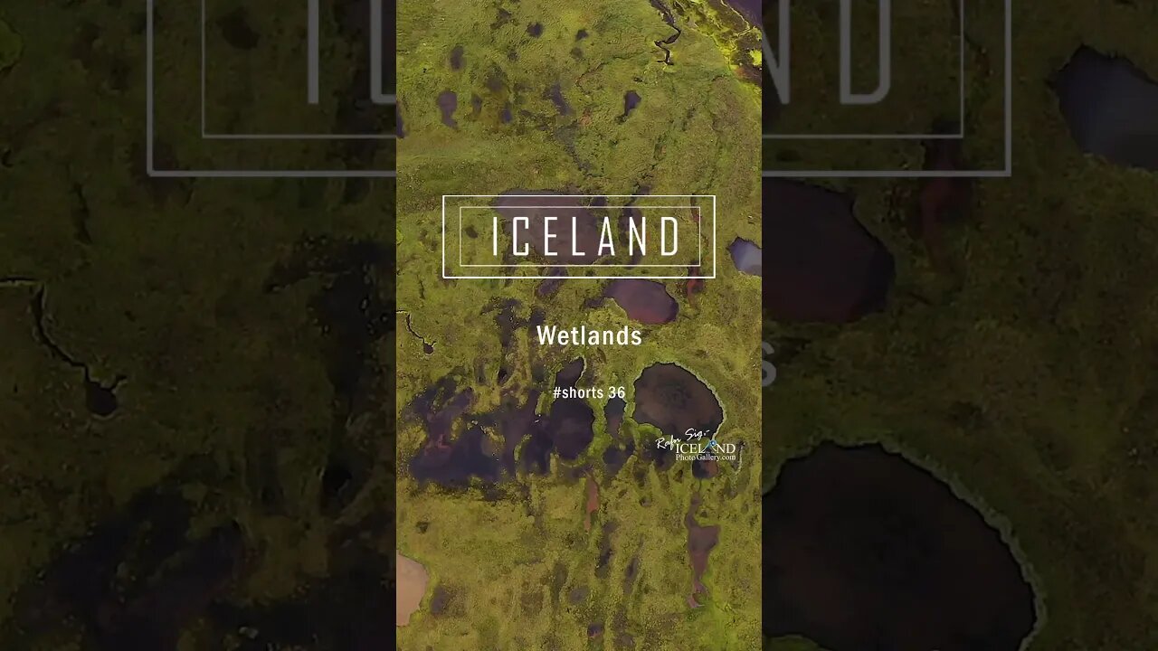 Iceland Wetlands - #shorts