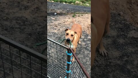 Dog saved from death row plays like a kitty cat with piece of rope and loses it! Very cute 🥰