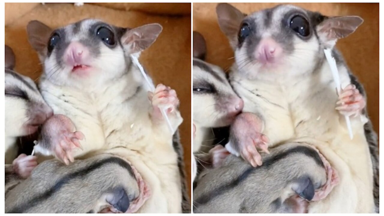 Australian flying kangaroo. Sugar glider family