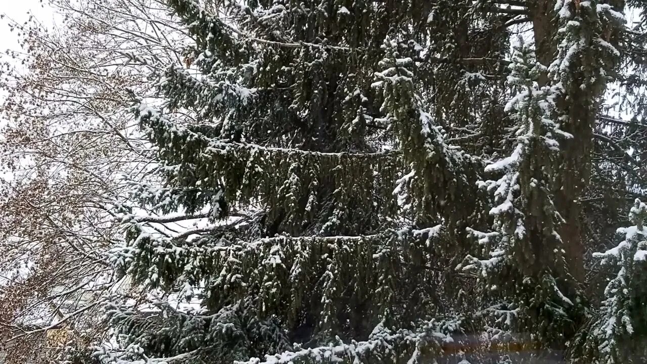 Light Snow Falling in the Forest - Soothing Sounds of Nature - Relaxation and Meditation Video