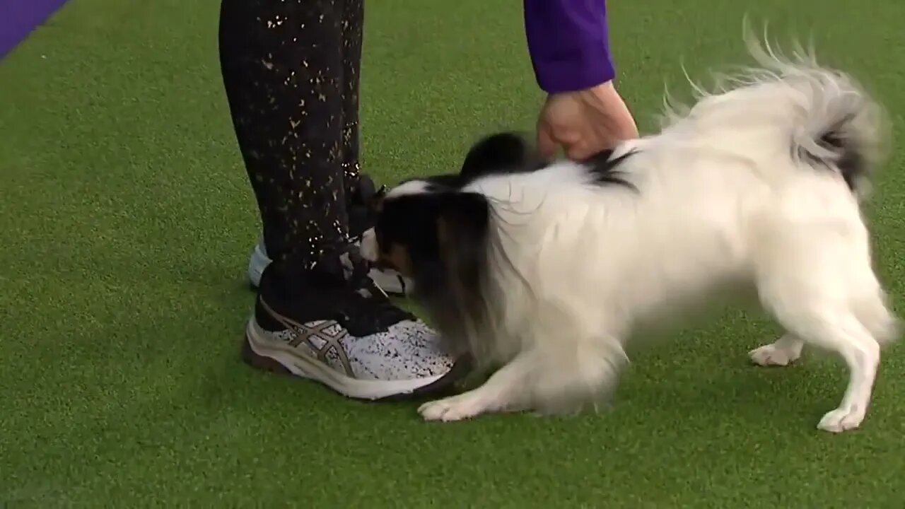 Best of the Agility competition from the 2020 Westminster Kennel Club Dog show