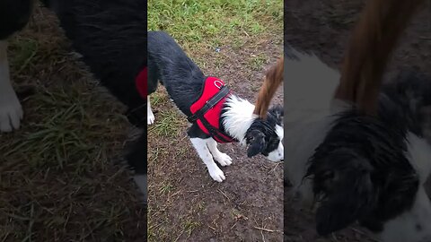 Mylo chasing ball or rope swing. Which one will he choose??