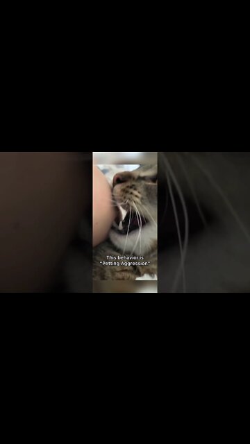 Funny Cats and Kittens Meowing Compilation&Baby Cats -Cute and Funny Cat Videos #shorts (3)