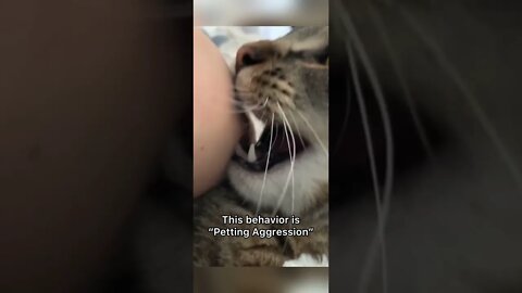 Funny Cats and Kittens Meowing Compilation&Baby Cats -Cute and Funny Cat Videos #shorts (3)