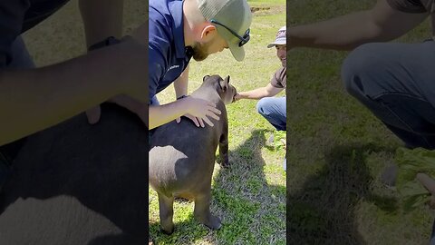 Tapir Adjustment