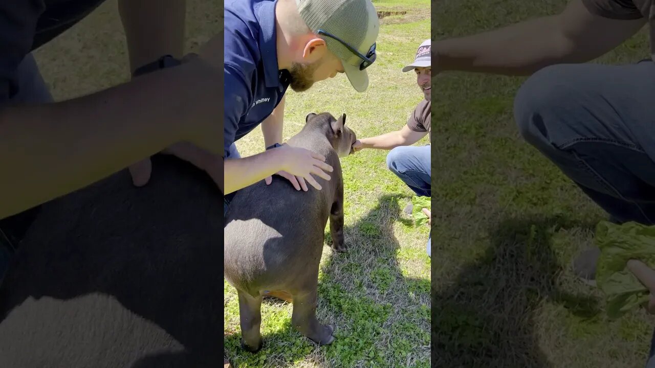 Tapir Adjustment