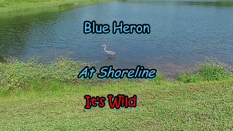 Blue Heron At Shoreline