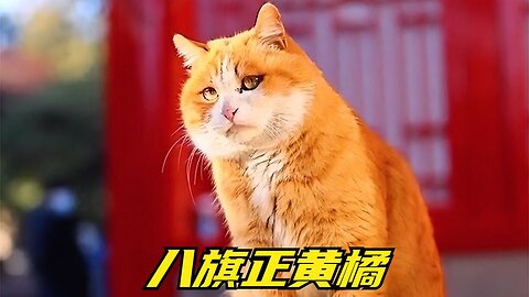 The royal cat of the Eight Banners is yellow and orange