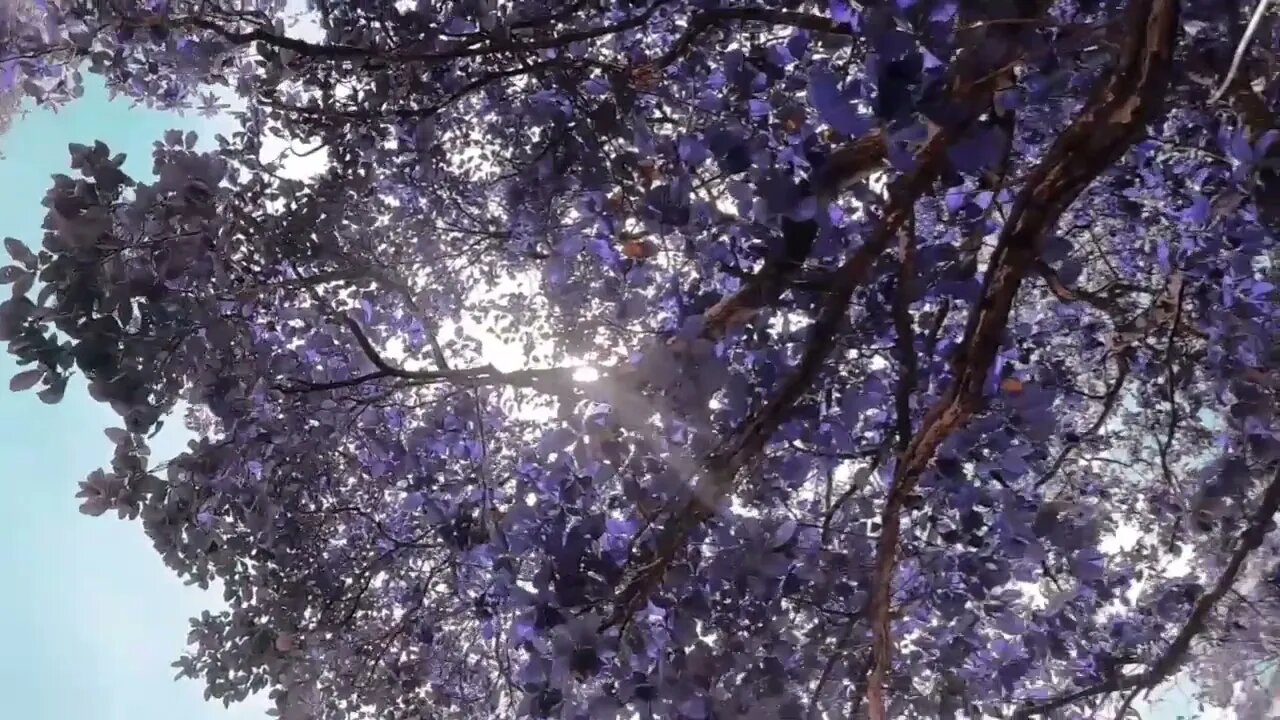#roseflower