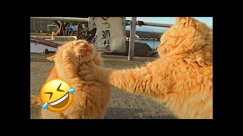 Funny cats animals Cuteness
