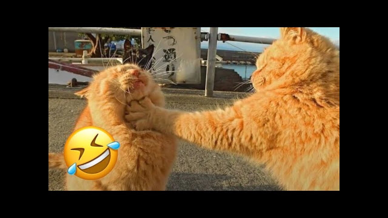 Funny cats animals Cuteness