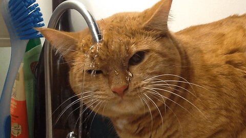 Cat when see the water 2024 😂