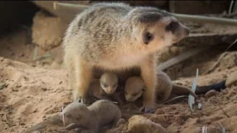 Já viu suricates recém-nascidos?