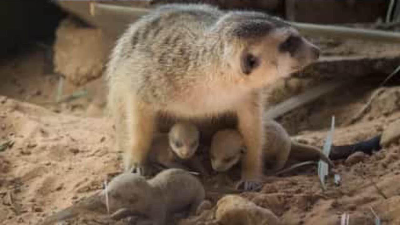 Já viu suricates recém-nascidos?